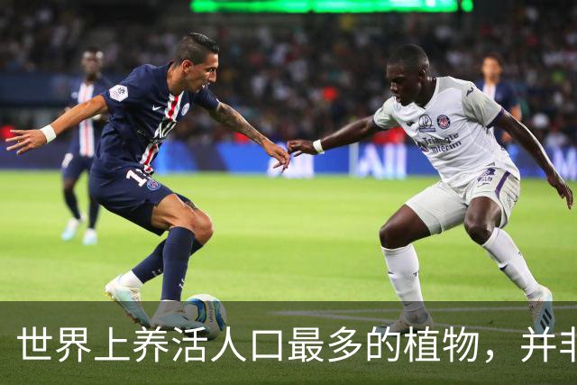 世界上养活人口最多的植物，并非小麦和玉米，而是来自亚洲的奇迹